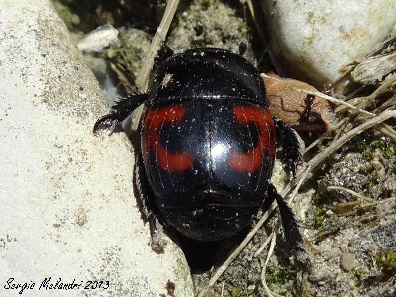 Hysteridae